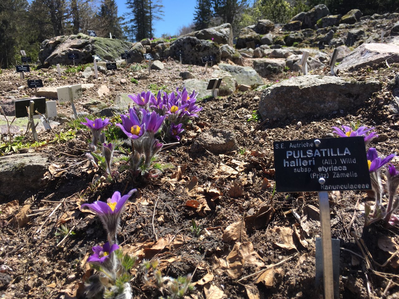 Pulsatilla halleri © Jardin d'altitude du Haut Chitelet
