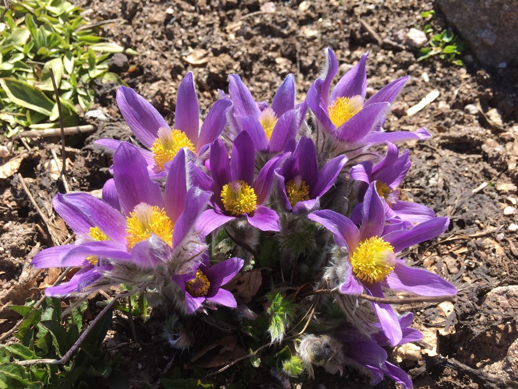 Pulsatilla halleri © Jardin d'altitude du Haut Chitelet