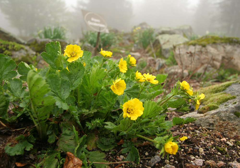 (c) Jardin du Chitelet