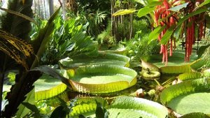 Photo de la serre des plantes aquatiques