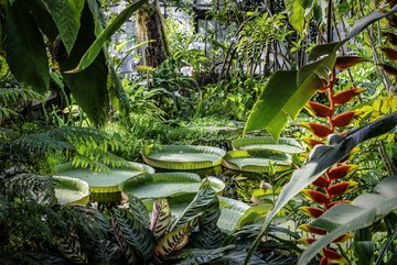 Photo de la serre des plantes aquatiques et épiphytes