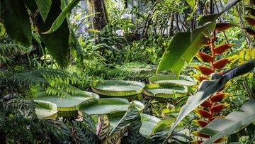 Aquatic and epiphytic plants