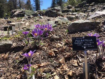 [Translate to English:] Pulsatilla halleri © Jardin du Chitelet