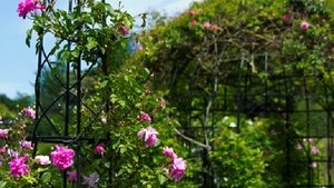 Photo du Jardin des roses