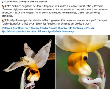 Stanhopea embreei : Cette orchidée originaire des forêts tropicales des Andes sur la face Ouest entre le Pérou et l'Équateur, épiphyte avec des inflorescences retombantes aux fleurs très parfumées (avec des notes de chocolat et de cannelle) fut nommée en hommage à Alvin Embree, grand spécialiste des orchidées. Elle est pollinisée par des abeilles mâles Euglossine. Ces dernières se retrouvent parfumées par l'orchidée, parfum utilisé pour séduire les femelles : un échange qui profite à tous !