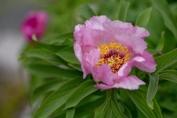 Paeonia officinalis © Julien Decollogne