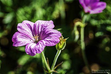 Geranium endressi