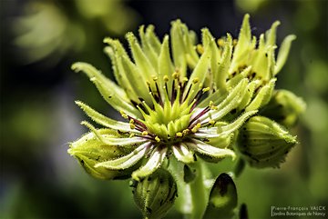 Sempervivum grandiflorum © P.-F. Valck