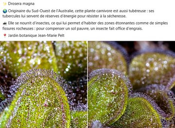 Drosera magna, originaire du Sud-Ouest de l'Australie, cette plante carnivore est aussi tubéreuse : ses tubercules lui servent de réserves d'énergie pour résister à la sécheresse. Elle se nourrit d'insectes, ce qui lui permet d'habiter des zones étonnantes comme de simples fissures rocheuses : pour compenser un sol pauvre, un insecte fait office d'engrais.