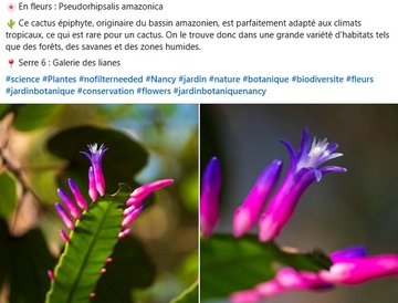 Pseudorhipsalis amazonica est un cactus épiphyte, originaire du bassin amazonien. Il est parfaitement adapté aux climats tropicaux, ce qui est rare pour un cactus. On le trouve donc dans une grande variété d'habitats tels que des forêts, des savanes et des zones humides. à voir dans la galerie des lianes