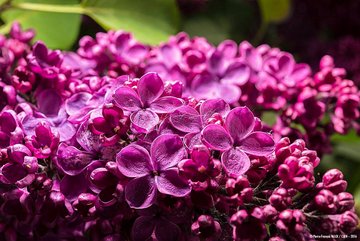 Photo d'une thyrse (ou inflorescence pyramidale) de lilas