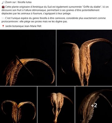 Zoom sur Ibicella lutea. Cette plante originaire d'Amérique du Sud est également surnommée "Griffe du diable". Ici on découvre son fruit à l'allure démoniaque, permettant à ses graines d'être potentiellement déplacées par les animaux à fourrure, s'agrippant à leur pelage. C'est l'unique espèce du genre Ibicella à être carnivore, considérée plus exactement comme protocarnivore : elle piège ses proies mais ne les digère pas.