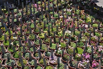 Collection de saxifrages