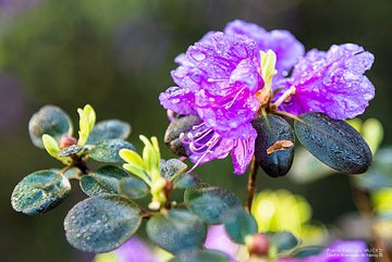 Photo d'un Rhododendron dauricum en fleurs© P.-F. Valck