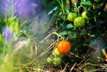 Pied de tomates © P.-F. Valck