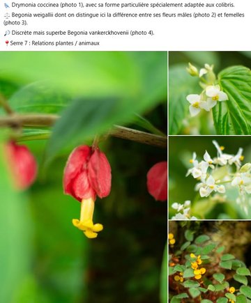 Drymonia coccinea (photo 1), avec sa forme particulière spécialement adaptée aux colibris. ⚖️ Begonia weigallii dont on distingue ici la différence entre ses fleurs mâles (photo 2) et femelles (photo 3). 🔎 Discrète mais superbe Begonia vankerckhovenii (photo 4). dans la serre Relations plantes / animaux