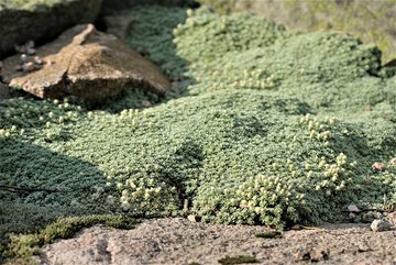 Raoulia sp. © Jardins botaniques du Grand Nancy et de l'Université de Lorraine