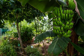 Serres tropicales / Plantes utilisées par l'Homme © Jardins botaniques du Grand Nancy et de l'Université de Lorraine / Julien DECOLLOGNE