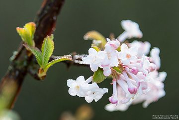 Photo d'un Viburnum farreri en fleurs © P.-F. Valck