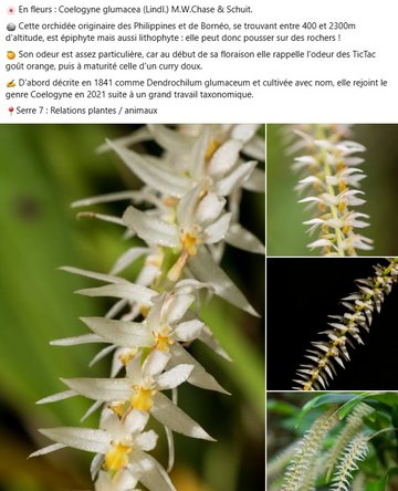 Coelogyne glumacea est une orchidée originaire des Philippines et de Bornéo. C'est épiphyte mais aussi une lithophyte : elle peut donc pousser sur des rochers ! Son odeur est assez particulière, car au début de sa floraison elle rappelle l'odeur des TicTac goût orange, puis à maturité celle d'un curry doux. D'abord décrite en 1841 comme Dendrochilum glumaceum et cultivée avec ce nom, elle rejoint le genre Coelogyne en 2021 suite à un grand travail taxonomique. A voir dans la serre plantes et animaux