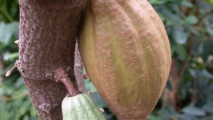 Photo d'une cabosse de cacao