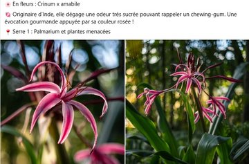 En fleurs : Crinum x amabile. Originaire d'Inde, elle dégage une odeur très sucrée pouvant rappeler un chewing-gum. Une évocation gourmande appuyée par sa couleur rosée ! dans le Palmarium