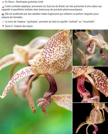 Stanhopea guttulata est une orchidée épiphyte, provenant du Sud-est du Brésil, est très parfumée d'une odeur qui rappelle la gaulthérie (utilisée dans beaucoup de produits pharmaceutiques). Elle est pollinisée par des abeilles mâles Euglossine qui utilisent ce parfum singulier pour séduire les femelles. Le nom de l'espèce, "guttulata", provient du latin et signifie "tacheté" ou "moucheté".