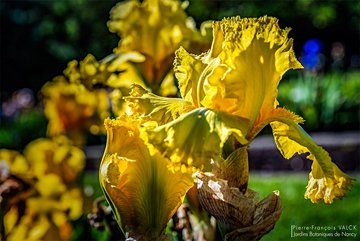 Photo d'un Iris hybride cv. Lime Fizz © P.-F. Valck