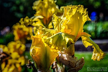 Iris 'Lime Fizz' © P.-F. Valck