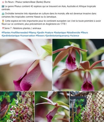 Phaius tankervilleae : Le genre Phaius contient 42 espèces qui se trouvent en Asie, Australie et Afrique tropicale centrale. Orchidée terrestre très répandue en culture dans le monde, elle est devenue invasive dans certaines îles tropicales comme Hawaï ou la Jamaïque. Cette espèce est très importante pour le continent européen car c'est la toute première à avoir fleuri sur ce continent, plus précisément en Angleterre en 1778 ! A voir dans la serre plantes et animaux