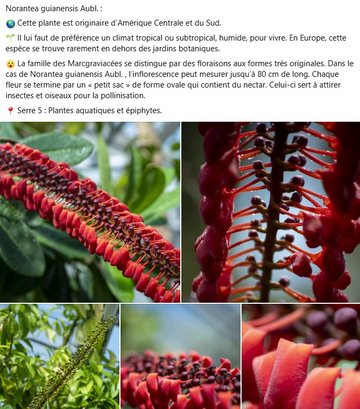 Norantea guianensis Aubl. :  🌎 ​Cette plante est originaire d’Amérique Centrale et du Sud.  🌱​ Il lui faut de préférence un climat tropical ou subtropical, humide, pour vivre. En Europe, cette espèce se trouve rarement en dehors des jardins botaniques.  😮 La famille des Marcgraviacées se distingue par des floraisons aux formes très originales. Dans le cas de Norantea guianensis Aubl. , l’inflorescence peut mesurer jusqu’à 80 cm de long. Chaque fleur se termine par un « petit sac » de forme ovale qui contient du nectar. Celui-ci sert à attirer insectes et oiseaux pour la pollinisation.     📍​ Serre 5 : Plantes aquatiques et épiphytes.
