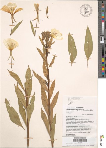 Photo d'une planche d'herbier