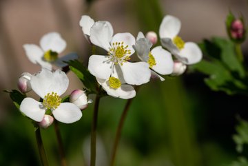 Anemonastrum tetrasepalum - Hymalaya © Julien Decollogne