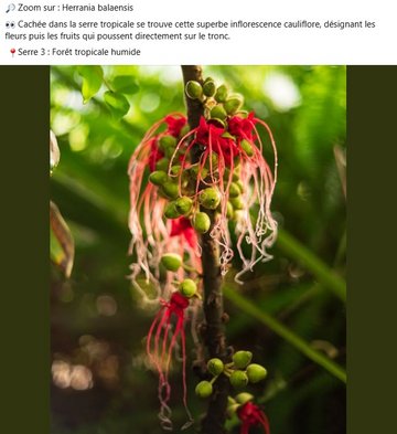 Zoom sur Herrania balaensis. Cachée dans la serre tropicale se trouve cette superbe inflorescence cauliflore, désignant les fleurs puis les fruits qui poussent directement sur le tronc.