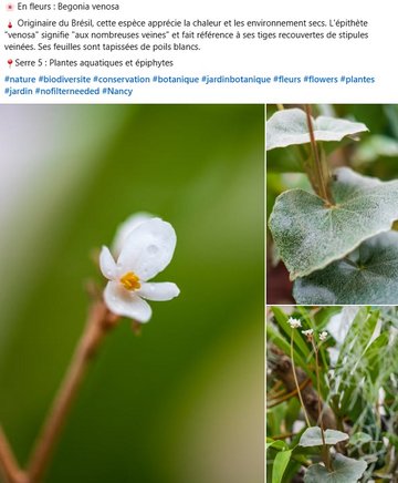 Begonia venosa : Originaire du Brésil, cette espèce apprécie la chaleur et les environnement secs. L'épithète "venosa" signifie "aux nombreuses veines" et fait référence à ses tiges recouvertes de stipules veinées. Ses feuilles sont tapissées de poils blancs. Serre des Plantes aquatiques et épiphytes