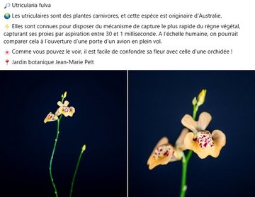 Utricularia fulva : les utriculaires sont des plantes carnivores, et cette espèce est originaire d'Australie. Elles sont connues pour disposer du mécanisme de capture le plus rapide du règne végétal, capturant ses proies par aspiration entre 30 et 1 milliseconde. A l'échelle humaine, on pourrait comparer cela à l'ouverture d'une porte d'un avion en plein vol. Comme vous pouvez le voir, il est facile de confondre sa fleur avec celle d'une orchidée !