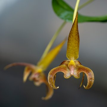 Bulbophyllum flabellum © Jardins botaniques du Grand Nancy et de l'Université de Lorraine / Julien DECOLLOGNE