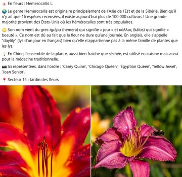 Hemerocallis L. 🌏 Le genre Hemerocallis est originaire principalement de l’Asie de l’Est et de la Sibérie. Bien qu'il n'y ait que 16 espèces recensées, il existe aujourd’hui plus de 100 000 cultivars ! Une grande majorité provient des Etats-Unis où les hémérocalles sont très populaires.  ☀️ Son nom vient du grec ἡμέρα (hemera) qui signifie « jour » et κάλλος (kálos) qui signifie « beauté ». Ce nom est dû au fait que la fleur ne dure qu’une journée. En anglais, elle s’appelle "daylily" (lys d’un jour en français) bien qu’elle n’appartienne pas à la même famille de plantes que les lys.  💡 En Chine, l’ensemble de la plante, aussi bien fraiche que séchée, est utilisé en cuisine mais aussi pour la médecine traditionnelle.  📸 Ici représentées, dans l'ordre : 'Carey Quinn', 'Chicago Queen', 'Egyptian Queen', 'Yellow Jewel', 'Joan Senior'.  📍 Secteur 14 : Jardin des fleurs