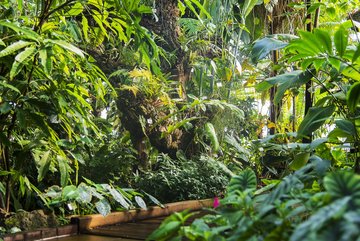 Photo de la serre consacrée au sous bois des forêts tropicales humides