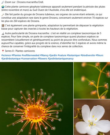 Drosera macrantha Endl. Cette plante carnivore géophyte tubéreuse apparaît seulement pendant la période des pluies (entre novembre et mars) au Sud-Ouest de l'Australie, d'où elle est endémique. Elle fait partie du groupe de Drosera tubéreux, ses organes de survie étant enterrés, ce qui constitue une adaptation rare dans le genre Drosera, concernant seulement environ 70 espèces sur les plus de 260 espèces de Drosera. C'est également une plante grimpante, adaptation lui permettant de dépasser la végétation basse pour capturer des insectes à toutes les hauteurs de la végétation. Autre particularité de Drosera macrantha : c'est en réalité un complexe taxonomique de 5 espèces. Pour faire simple, on parle de complexe taxonomique quand plusieurs espèces se ressemblent (visuellement et génétiquement) au point de pouvoir être confondues. Nous sommes aujourd'hui capables, grâce aux progrès de la science, d'identifier les 5 espèces et avons même la chance de conserver l'intégralité du complexe dans nos serres de collection.