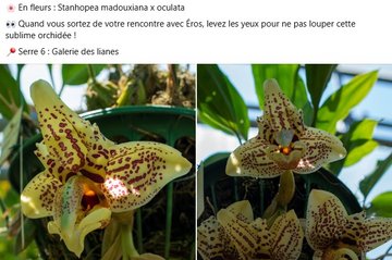  Stanhopea madouxiana x oculata 👀 Quand vous sortez de votre rencontre avec Éros, levez les yeux pour ne pas louper cette sublime orchidée !