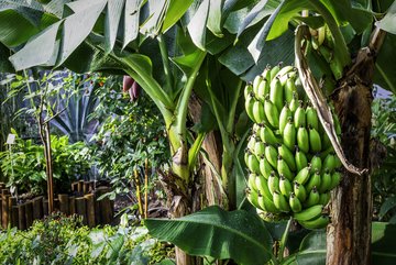 Photo de la serre des plantes cultivées par l'Homme avec un gros plan sur un régime de bananes