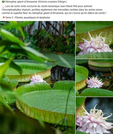 Nénuphar géant d'Amazonie (Victoria cruziana Orbign.) 🌕 Lors de votre visite nocturne du Jardin botanique Jean-Marie Pelt pour admirer l'Amorphophallus titanum, profitez également des merveilles cachées dans les autres serres comme la superbe fleur du nénuphar géant d'Amazonie, qui ne s'ouvre qu'en début de soirée !