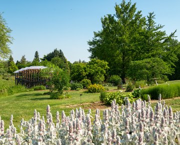 Histoire des plantes cultivées © Jardins botaniques du Grand Nancy et de l'Université de Lorraine / Julien DECOLLOGNE