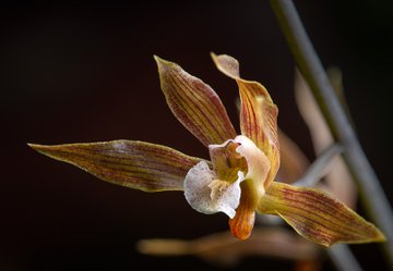 Ania penangiana © Jardins botaniques du Grand Nancy et de l'Université de Lorraine / Julien DECOLLOGNE