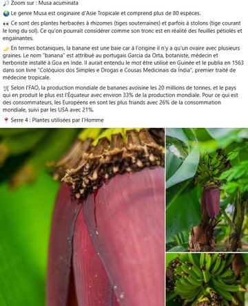 Zoom sur : Musa acuminata. Le genre Musa est originaire d'Asie Tropicale et comprend plus de 80 espèces. Ce sont des plantes herbacées à rhizomes (tiges souterraines) et parfois à stolons (tige courant le long du sol). Ce qu'on pourrait considérer comme son tronc est en réalité des feuilles pétiolés et engainantes.  En termes botaniques, la banane est une baie car à l'origine il n'y a qu'un ovaire avec plusieurs graines. Le nom "banana" est attribué au portugais Garcia da Orta, botaniste, médecin et herboriste installé à Goa en Inde. Il aurait entendu le mot être utilisé en Guinée et le publia en 1563 dans son livre "Colóquios dos Simples e Drogas e Cousas Medicinais da Índia", premier traité de médecine tropicale. Selon l'FAO, la production mondiale de bananes avoisine les 20 millions de tonnes, et le pays qui en produit le plus est l'Équateur avec environ 33% de la production mondiale. Pour ce qui est des consommateurs, les Européens en sont les plus friands avec 26% de la consommation mondiale, suivi par les USA avec 21%.