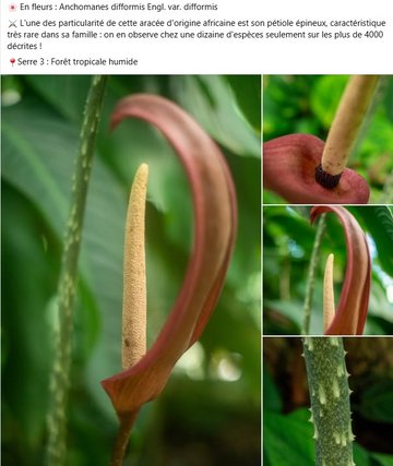 Anchomanes difformis Engl. var. difformis ⚔️ L'une des particularité de cette aracée d'origine africaine est son pétiole épineux, caractéristique très rare dans sa famille : on en observe chez une dizaine d'espèces seulement sur les plus de 4000 décrites !