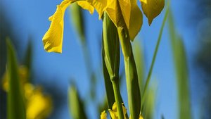 Photo d'un Iris des marais