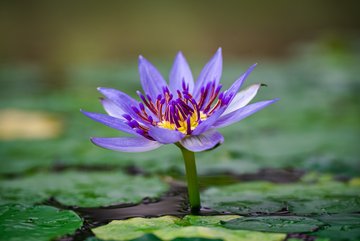 Nymphaea colorata © Jardins botaniques du Grand Nancy et de l'Université de Lorraine / Julien DECOLLOGNE