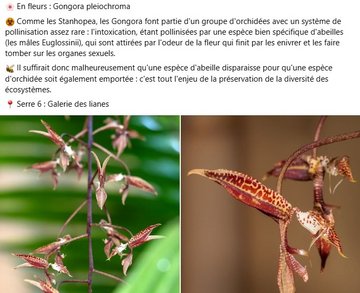 En fleurs : Gongora pleiochroma. Comme les Stanhopea, les Gongora font partie d'un groupe d'orchidées avec un système de pollinisation assez rare : l'intoxication, étant pollinisées par une espèce bien spécifique d'abeilles (les mâles Euglossinii), qui sont attirées par l'odeur de la fleur qui finit par les enivrer et les faire tomber sur les organes sexuels. Il suffirait donc malheureusement qu'une espèce d'abeille disparaisse pour qu'une espèce d'orchidée soit également emportée : c'est tout l'enjeu de la préservation de la diversité des écosystèmes. A voir dans la Galerie des lianes